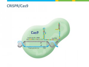 CRISPRa